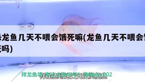 恐龍魚幾天不喂會餓死嘛(龍魚幾天不喂會餓死嗎) 銀龍魚百科