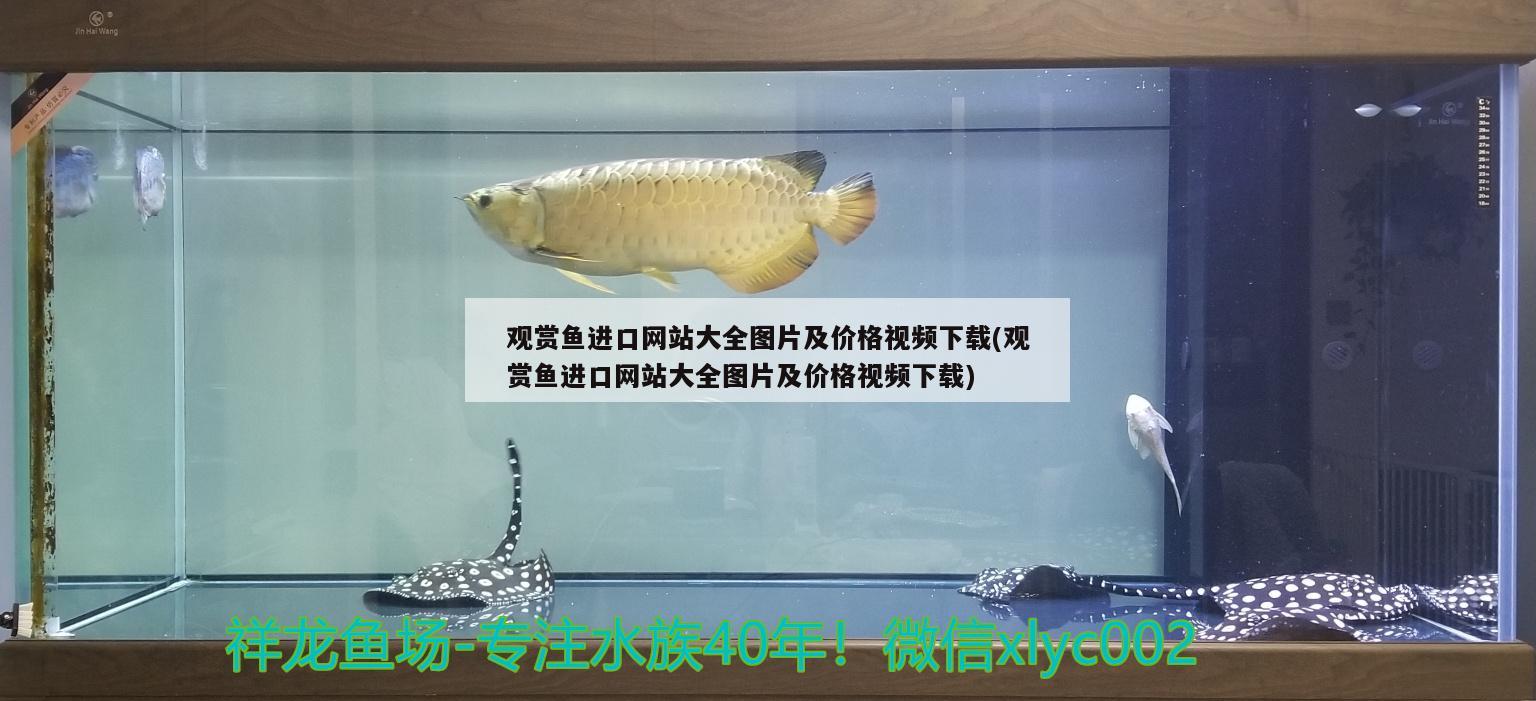 觀賞魚(yú)進(jìn)口網(wǎng)站大全圖片及價(jià)格視頻下載(觀賞魚(yú)進(jìn)口網(wǎng)站大全圖片及價(jià)格視頻下載) 觀賞魚(yú)進(jìn)出口