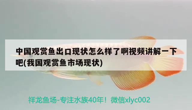 中國觀賞魚出口現(xiàn)狀怎么樣了啊視頻講解一下吧(我國觀賞魚市場現(xiàn)狀) 觀賞魚進(jìn)出口