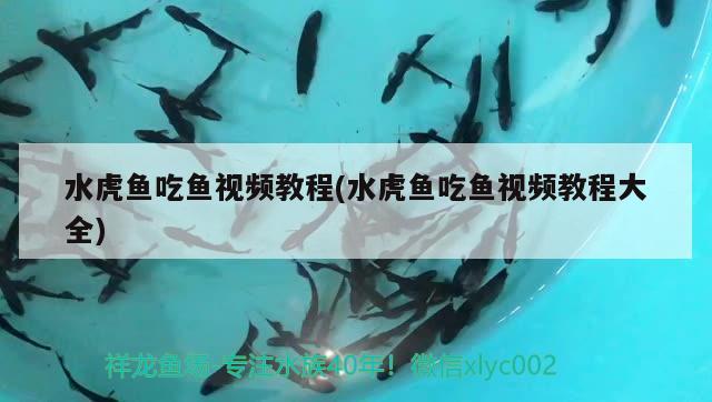 水虎魚吃魚視頻教程(水虎魚吃魚視頻教程大全)