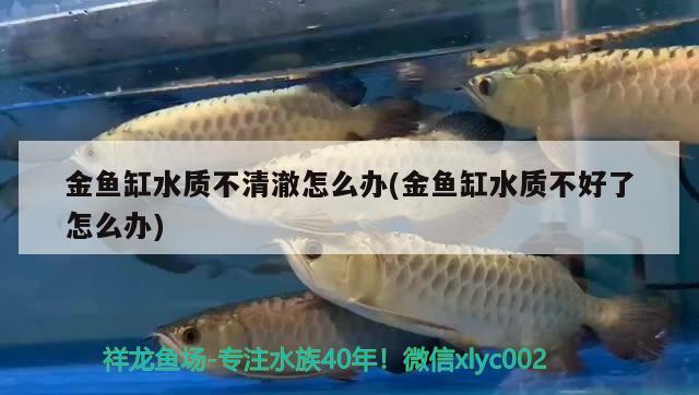 金魚缸水質(zhì)不清澈怎么辦(金魚缸水質(zhì)不好了怎么辦) 朱巴利魚