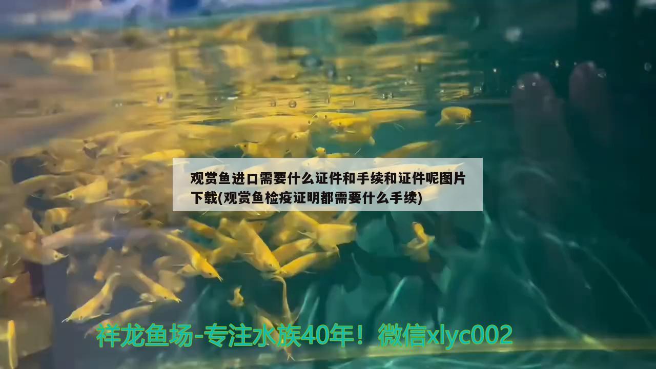 觀賞魚(yú)進(jìn)口需要什么證件和手續(xù)和證件呢圖片下載(觀賞魚(yú)檢疫證明都需要什么手續(xù))