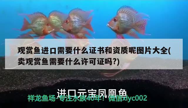 觀賞魚進口需要什么證書和資質(zhì)呢圖片大全(賣觀賞魚需要什么許可證嗎?) 觀賞魚進出口