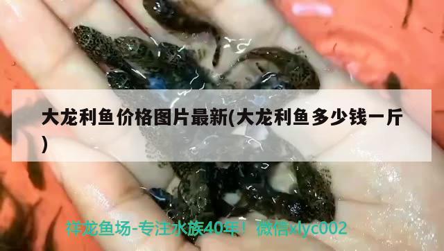 大龍利魚價(jià)格圖片最新(大龍利魚多少錢一斤) 黑桃A魚苗