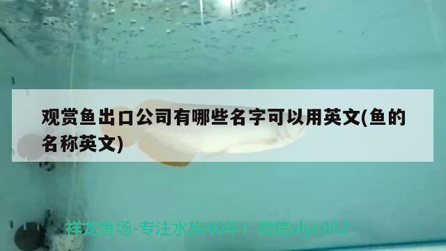 觀賞魚(yú)出口公司有哪些名字可以用英文(魚(yú)的名稱英文) 觀賞魚(yú)進(jìn)出口