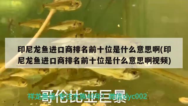 印尼龍魚進口商排名前十位是什么意思啊(印尼龍魚進口商排名前十位是什么意思啊視頻) 觀賞魚進出口