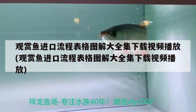 觀賞魚進口流程表格圖解大全集下載視頻播放(觀賞魚進口流程表格圖解大全集下載視頻播放) 觀賞魚進出口