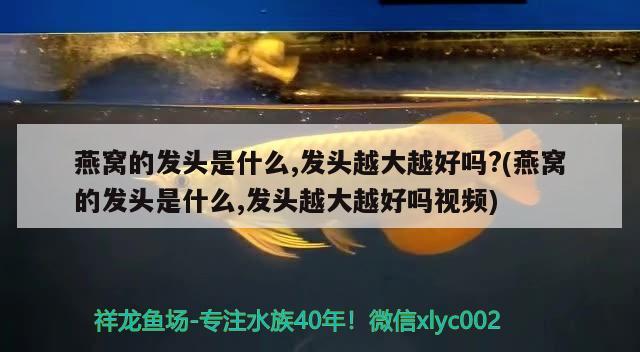 燕窩的發(fā)頭是什么,發(fā)頭越大越好嗎?(燕窩的發(fā)頭是什么,發(fā)頭越大越好嗎視頻) 馬來西亞燕窩 第2張