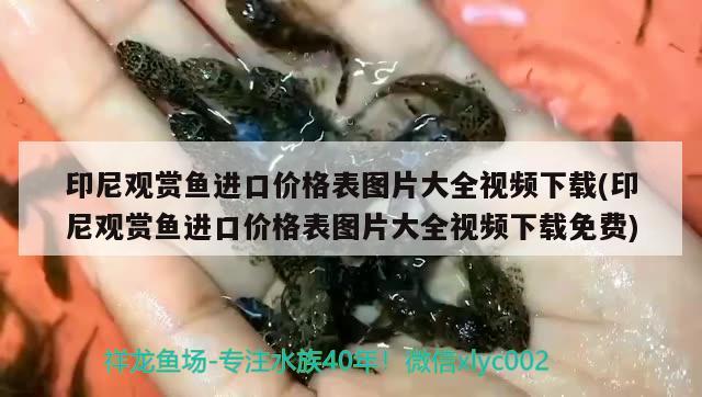 印尼觀賞魚進(jìn)口價(jià)格表圖片大全視頻下載(印尼觀賞魚進(jìn)口價(jià)格表圖片大全視頻下載免費(fèi)) 觀賞魚進(jìn)出口