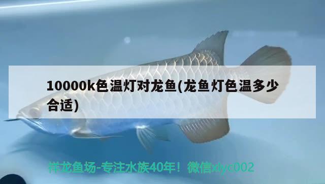 10000k色溫?zé)魧?duì)龍魚(龍魚燈色溫多少合適) 觀賞魚水族批發(fā)市場(chǎng)