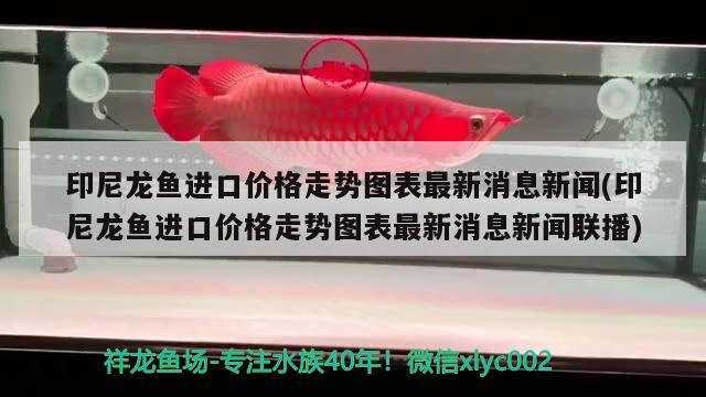 印尼龍魚進口價格走勢圖表最新消息新聞(印尼龍魚進口價格走勢圖表最新消息新聞聯(lián)播) 觀賞魚進出口