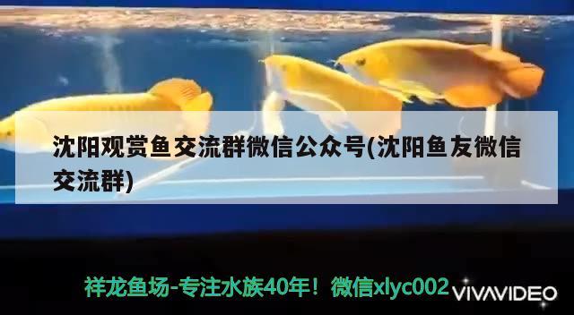 沈陽觀賞魚交流群微信公眾號(沈陽魚友微信交流群) 金三間魚