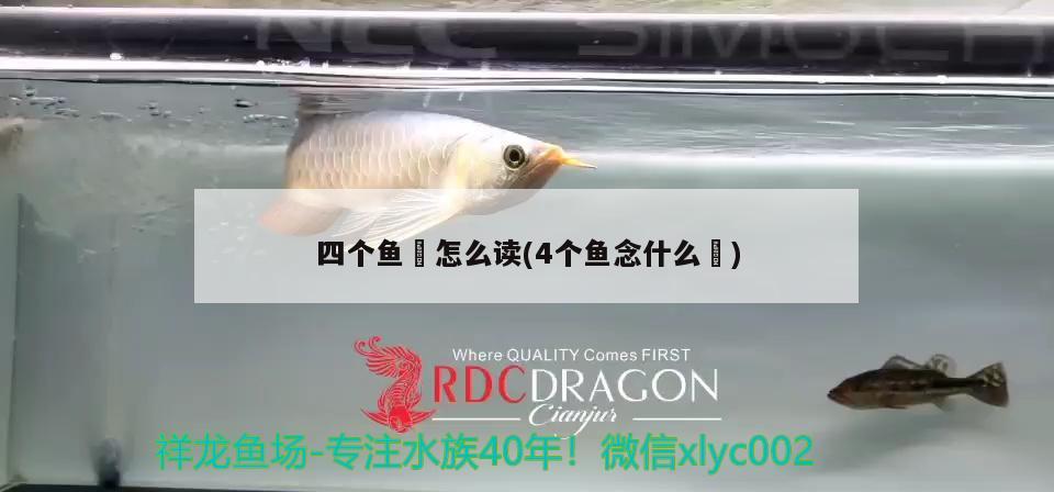 四個魚鱻怎么讀(4個魚念什么鱻)