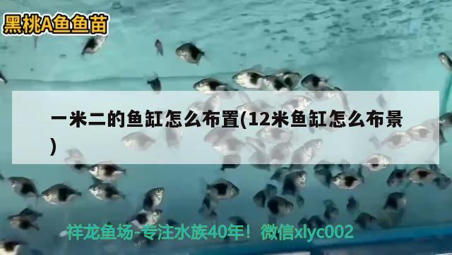 一米二的魚缸怎么布置(12米魚缸怎么布景) 三色錦鯉魚