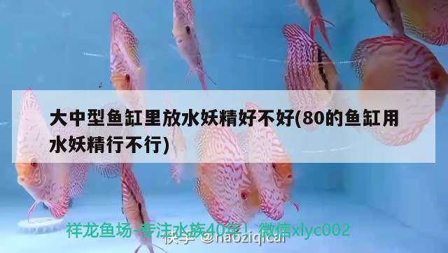 大中型魚缸里放水妖精好不好(80的魚缸用水妖精行不行) 海象魚