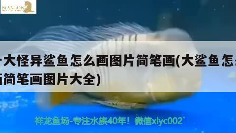 十大怪異鯊魚(yú)怎么畫(huà)圖片簡(jiǎn)筆畫(huà)(大鯊魚(yú)怎么畫(huà)簡(jiǎn)筆畫(huà)圖片大全) 新加坡號(hào)半紅龍魚(yú)（練手級(jí)紅龍魚(yú)）