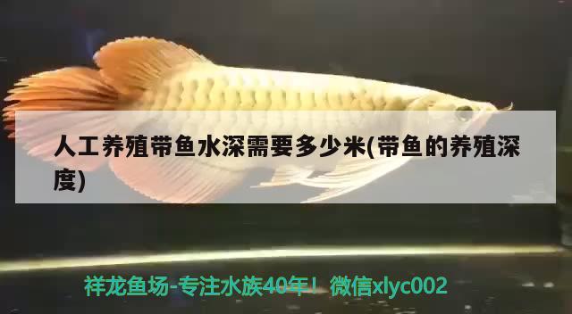 人工養(yǎng)殖帶魚(yú)水深需要多少米(帶魚(yú)的養(yǎng)殖深度)