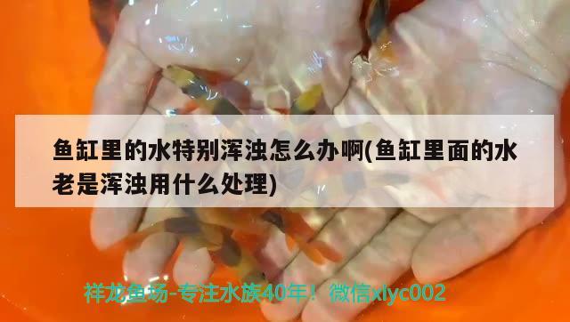 魚缸里的水特別渾濁怎么辦啊(魚缸里面的水老是渾濁用什么處理) 潛水泵