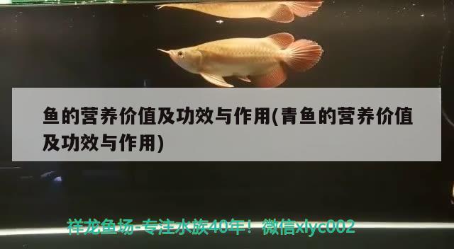 魚的營養(yǎng)價值及功效與作用(青魚的營養(yǎng)價值及功效與作用)