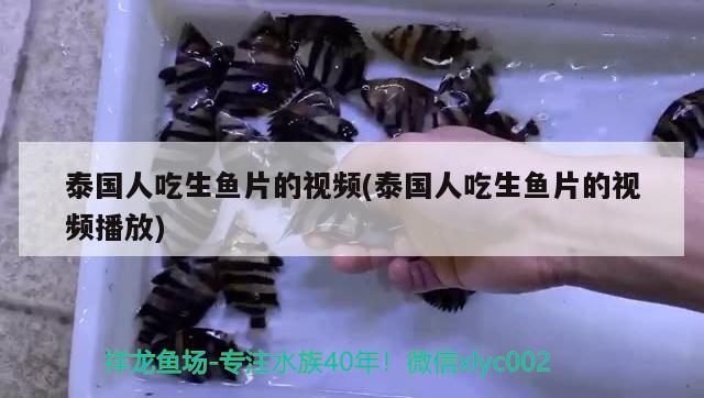 泰國人吃生魚片的視頻(泰國人吃生魚片的視頻播放) 廣州龍魚批發(fā)市場