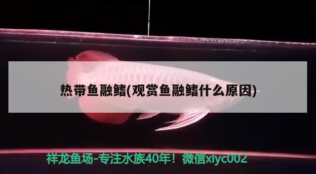 熱帶魚融鰭(觀賞魚融鰭什么原因) 除藻劑