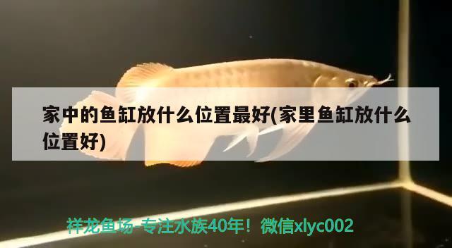 家中的魚缸放什么位置最好(家里魚缸放什么位置好) 虎魚魚苗