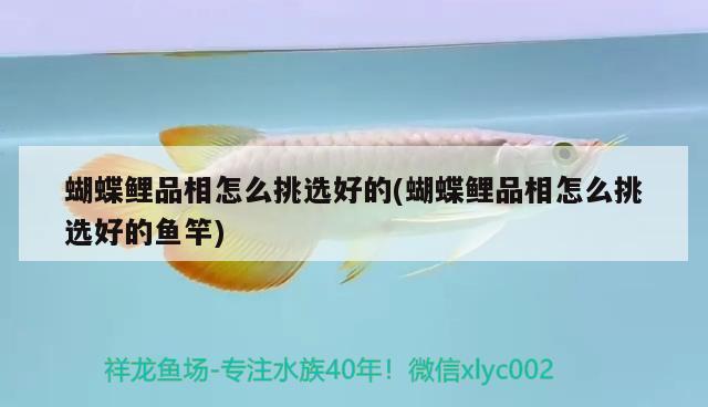 蝴蝶鯉品相怎么挑選好的(蝴蝶鯉品相怎么挑選好的魚竿)