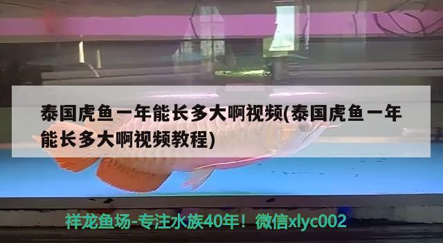 泰國(guó)虎魚一年能長(zhǎng)多大啊視頻(泰國(guó)虎魚一年能長(zhǎng)多大啊視頻教程) 虎魚百科