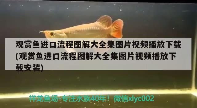 觀賞魚進(jìn)口流程圖解大全集圖片視頻播放下載(觀賞魚進(jìn)口流程圖解大全集圖片視頻播放下載安裝)