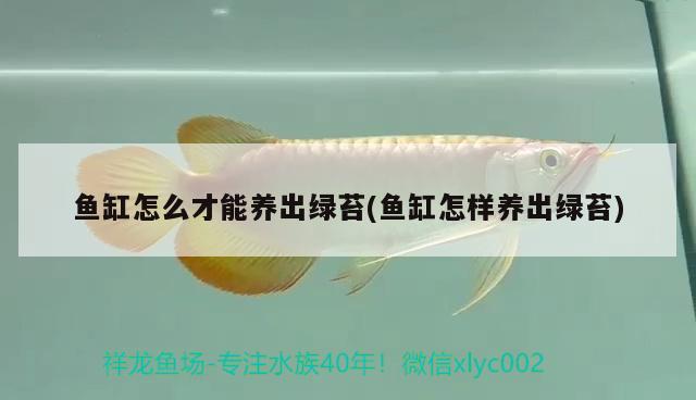 魚缸怎么才能養(yǎng)出綠苔(魚缸怎樣養(yǎng)出綠苔) 銀龍魚百科