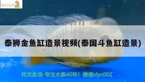 泰獅金魚(yú)缸造景視頻(泰國(guó)斗魚(yú)缸造景) 泰國(guó)斗魚(yú)