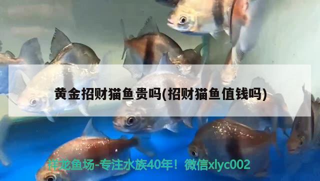 黃金招財貓魚貴嗎(招財貓魚值錢嗎) 黃金招財貓魚