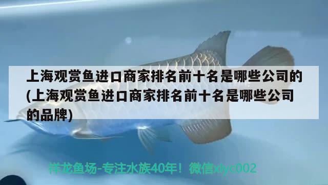 上海觀賞魚進口商家排名前十名是哪些公司的(上海觀賞魚進口商家排名前十名是哪些公司的品牌)