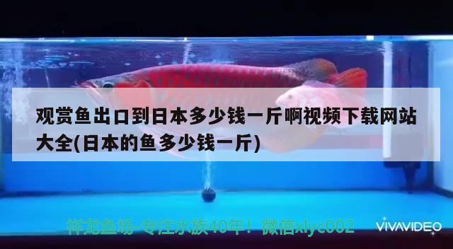 觀賞魚出口到日本多少錢一斤啊視頻下載網(wǎng)站大全(日本的魚多少錢一斤)