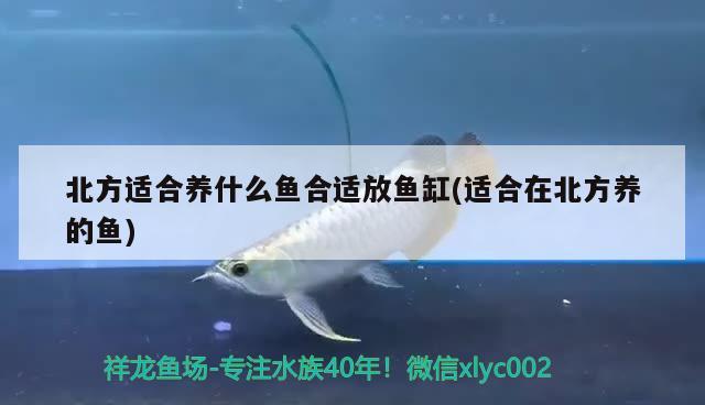 北方適合養(yǎng)什么魚合適放魚缸(適合在北方養(yǎng)的魚) 一眉道人魚