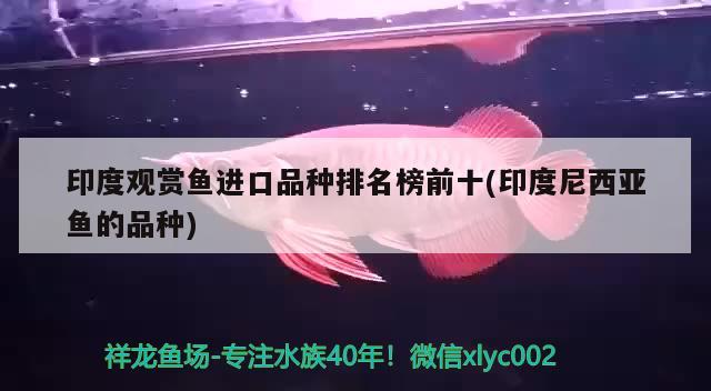 印度觀賞魚進(jìn)口品種排名榜前十(印度尼西亞魚的品種) 觀賞魚進(jìn)出口