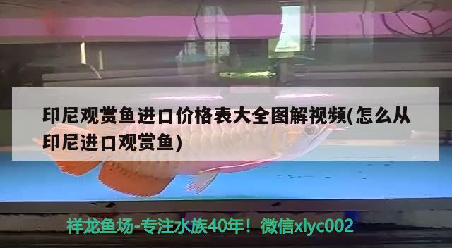 印尼觀賞魚進口價格表大全圖解視頻(怎么從印尼進口觀賞魚) 觀賞魚進出口