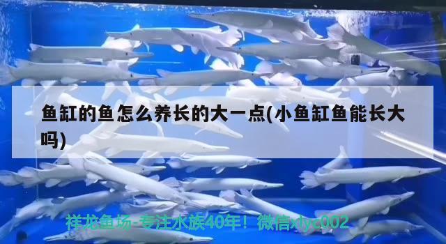 魚(yú)缸的魚(yú)怎么養(yǎng)長(zhǎng)的大一點(diǎn)(小魚(yú)缸魚(yú)能長(zhǎng)大嗎)