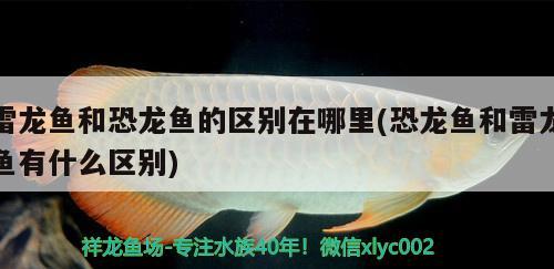 雷龍魚和恐龍魚的區(qū)別在哪里(恐龍魚和雷龍魚有什么區(qū)別) 養(yǎng)魚知識 第2張