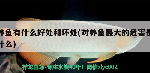 養(yǎng)魚有什么好處和壞處(對養(yǎng)魚最大的危害是什么) 哥倫比亞巨暴魚苗