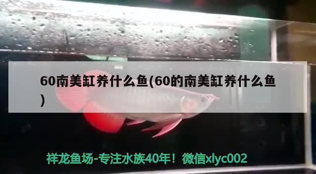 60南美缸養(yǎng)什么魚(60的南美缸養(yǎng)什么魚)