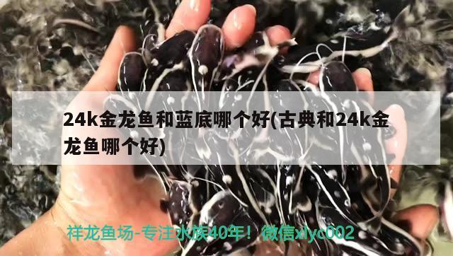 24k金龍魚和藍底哪個好(古典和24k金龍魚哪個好) 非洲金鼓魚