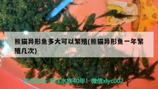 熊貓異形魚多大可以繁殖(熊貓異形魚一年繁殖幾次) 龍魚疾病與治療