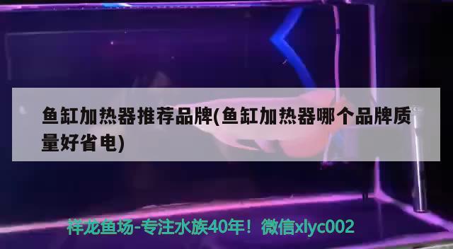 魚缸加熱器推薦品牌(魚缸加熱器哪個(gè)品牌質(zhì)量好省電) 委內(nèi)瑞拉奧里諾三間魚苗