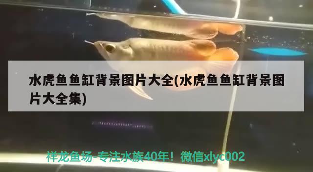 水虎魚魚缸背景圖片大全(水虎魚魚缸背景圖片大全集)