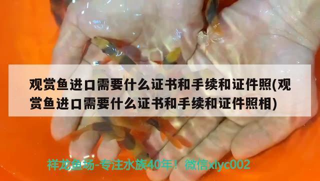 觀賞魚進口需要什么證書和手續(xù)和證件照(觀賞魚進口需要什么證書和手續(xù)和證件照相) 觀賞魚進出口