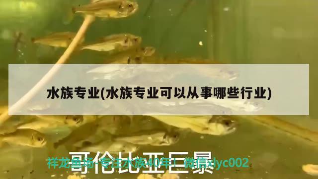 水族專業(yè)(水族專業(yè)可以從事哪些行業(yè)) 招財(cái)戰(zhàn)船魚