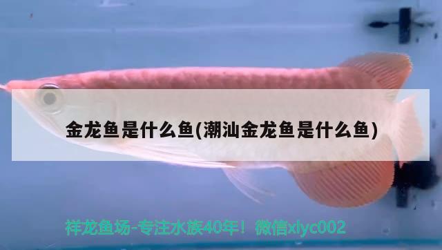 金龍魚是什么魚(潮汕金龍魚是什么魚) 三色錦鯉魚