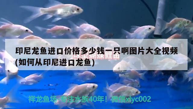 印尼龍魚進(jìn)口價格多少錢一只啊圖片大全視頻(如何從印尼進(jìn)口龍魚)