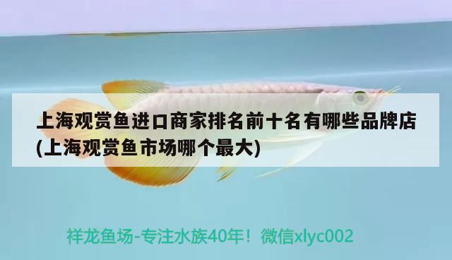 上海觀賞魚進(jìn)口商家排名前十名有哪些品牌店(上海觀賞魚市場哪個最大)